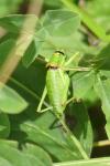 Ephippiger diurnus diurnus