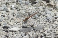 Sympetrum striolatum