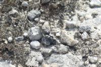 Sphingonotus caerulans
