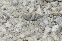 Sphingonotus caerulans