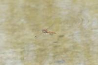 Sympetrum striolatum