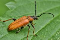 Stictoleptura rubra