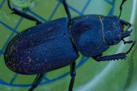 Dorcus parallelipipedus