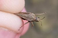 Tetrix subulata