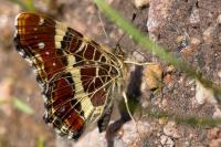 Araschnia levana