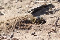 Bembix rostrata