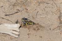 Bembix rostrata