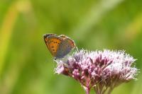 Lycaena dispar