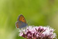 Lycaena dispar