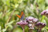 Lycaena dispar