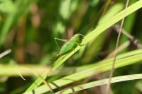 Conocephalus dorsalis