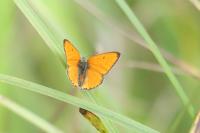 Lycaena dispar