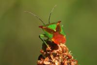 Acanthosoma haemorrhoidale