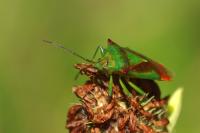 Acanthosoma haemorrhoidale