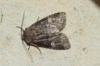 Brachylomia viminalis