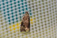 Celypha lacunana