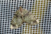 Hydriomena furcata