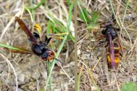 Vespa velutina