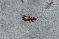 Polistichus connexus