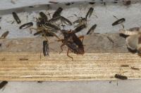 Pentatoma rufipes