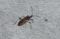 Dicranocephalus agilis