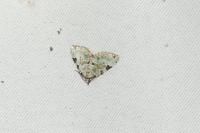 Colostygia pectinataria