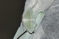 Campaea margaritaria