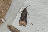 Agrotis ipsilon