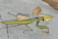 Mantis religiosa