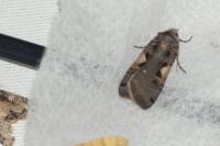 Xestia c-nigrum