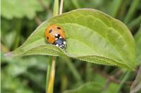 Coccinella septempunctata