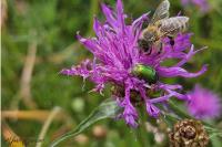 Cryptocephalus