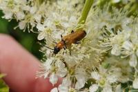 Anogcodes melanurus