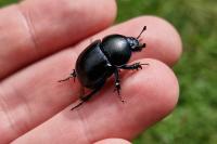 Trypocopris vernalis