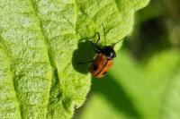 Cryptocephalus bipunctatus