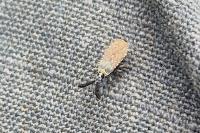 Copium clavicorne clavicorne