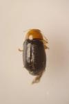 Cryptocephalus rufipes