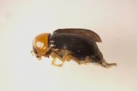 Cryptocephalus rufipes