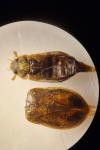 Byturus ochraceus