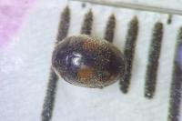 Platynaspis luteorubra