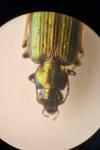 Agonum marginatum
