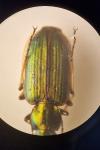 Agonum marginatum