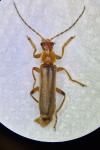 Cantharis pallida