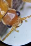 Cantharis pallida