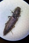 Actenicerus sjaelandicus