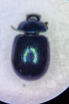 Chrysolina varians