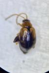 Longitarsus