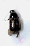 Cryptocephalus vittatus
