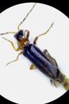 Cantharis flavilabris