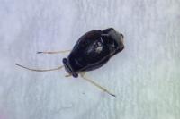 Halticus apterus